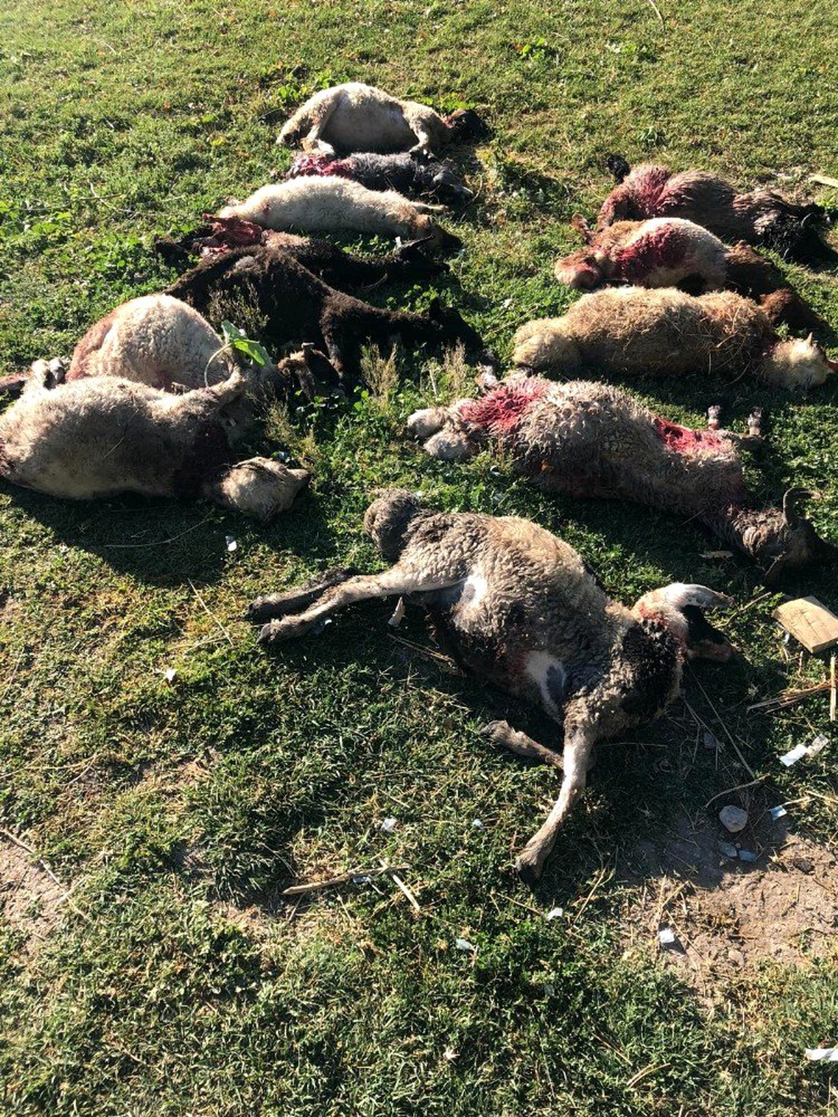 Sokak köpekleri 12 koyunu telef etti