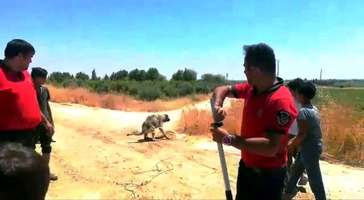 Sulama kanalına düşen köpek kurtarıldı