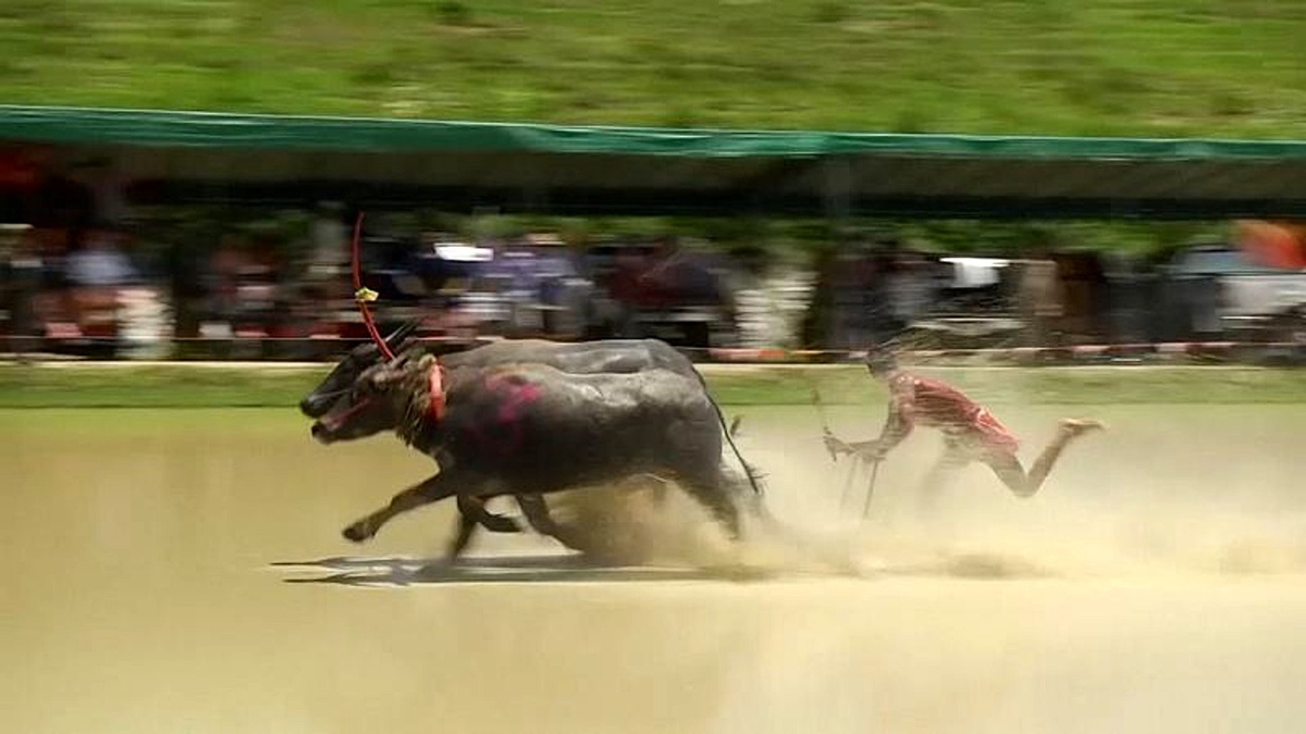 Taylandlı çiftçiler ekim sezonuna manda yarışı ile merhaba dedi