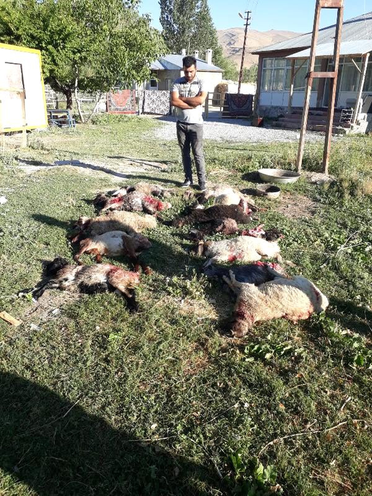 Van\'da köpeklerin saldırdığı 12 kuzu telef oldu