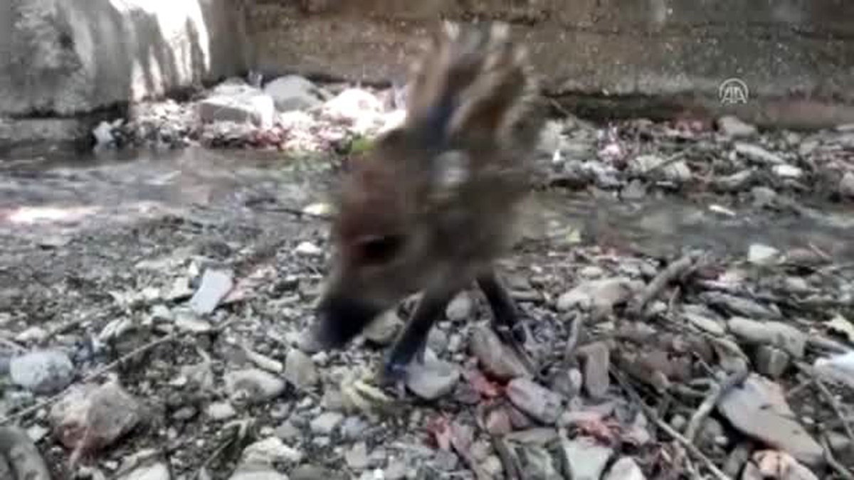 Yaban domuzu yavrusu koruma altına alındı