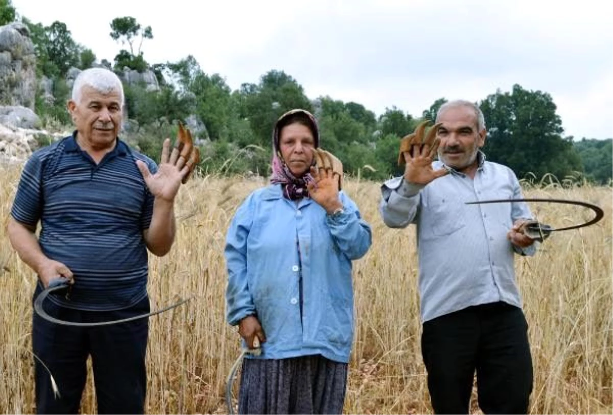 Çiftçiler, sarp arazideki ekinlerini orakla biçiyor