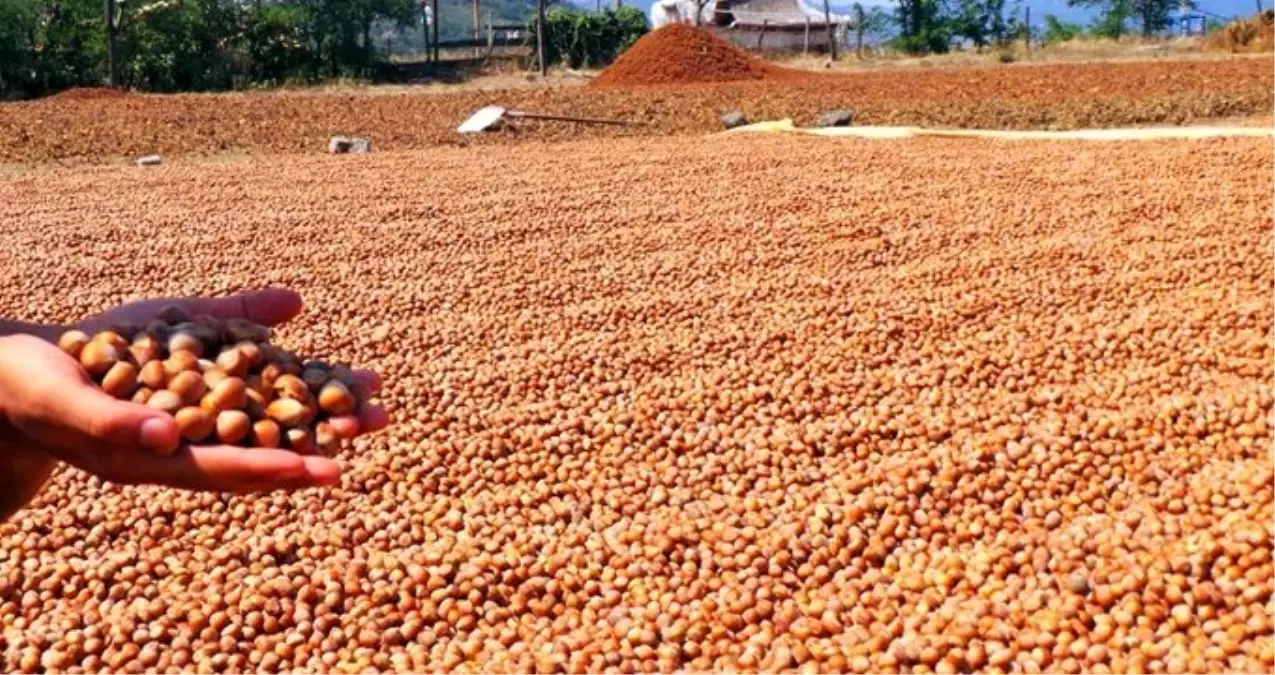 Cumhurbaşkanı Erdoğan fındık fiyatlarını açıkladı