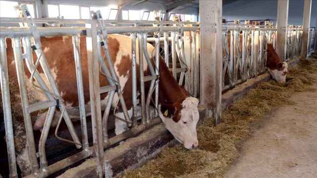 Et ve Süt Kurumu, et alım fiyatlarını 2 lira artırdı Son Dakika