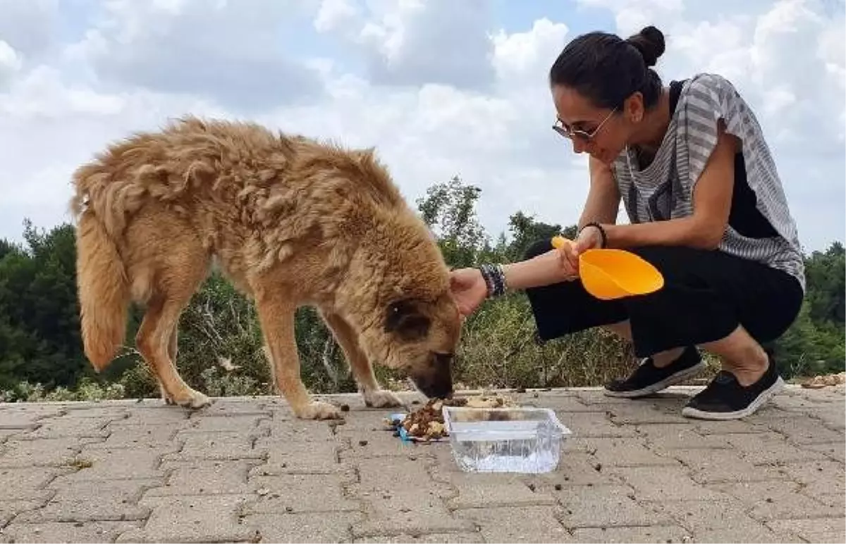 Gönüllü Pati Dostları, mama desteği bekliyor