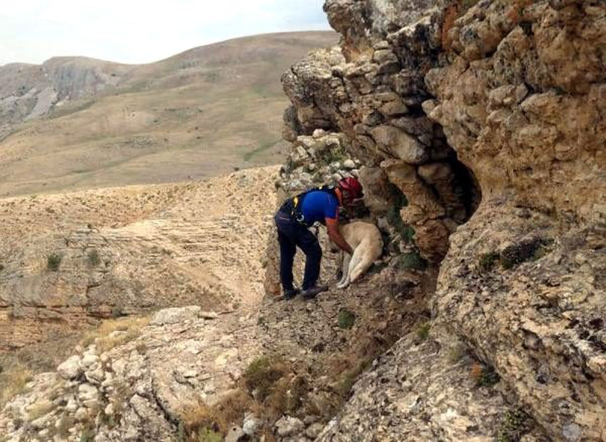 Kayalıklarda mahsur kalan köpeği AFAD ekibi kurtardı