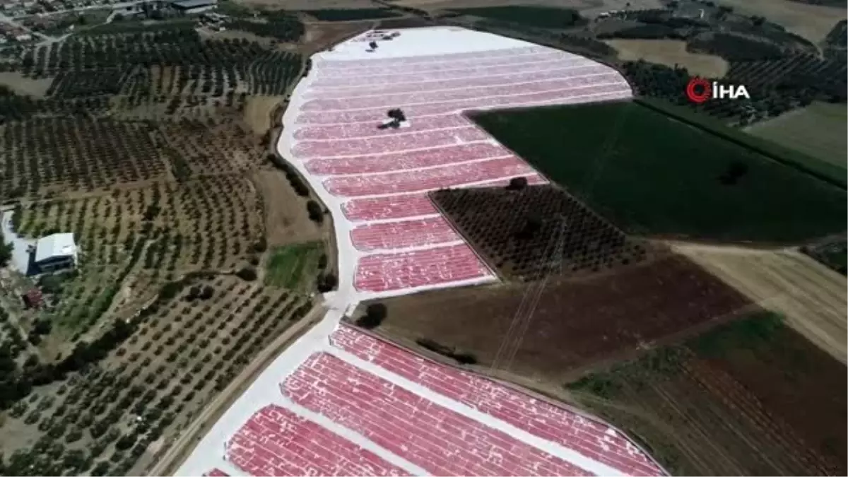 Kurutulmak için tarlalara serilen domatesler ovaları kırmızıya bürüdü.