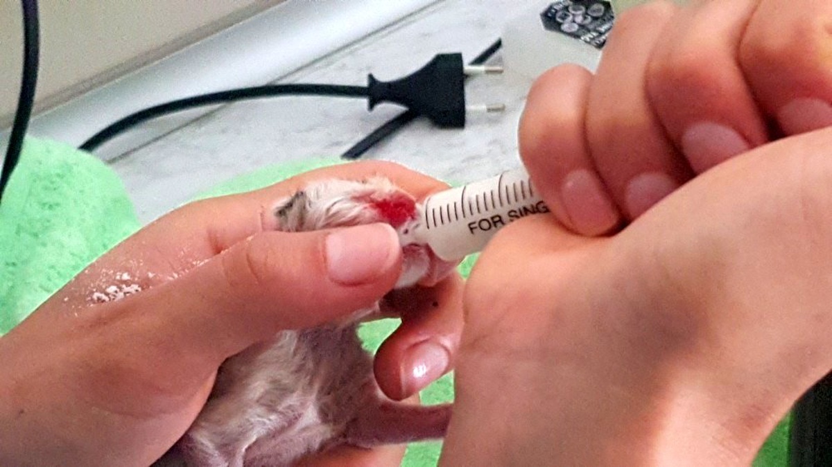 (Özel) Annesinin terk ettiği yavru kedi ölmek üzereyken böyle kurtarıldı