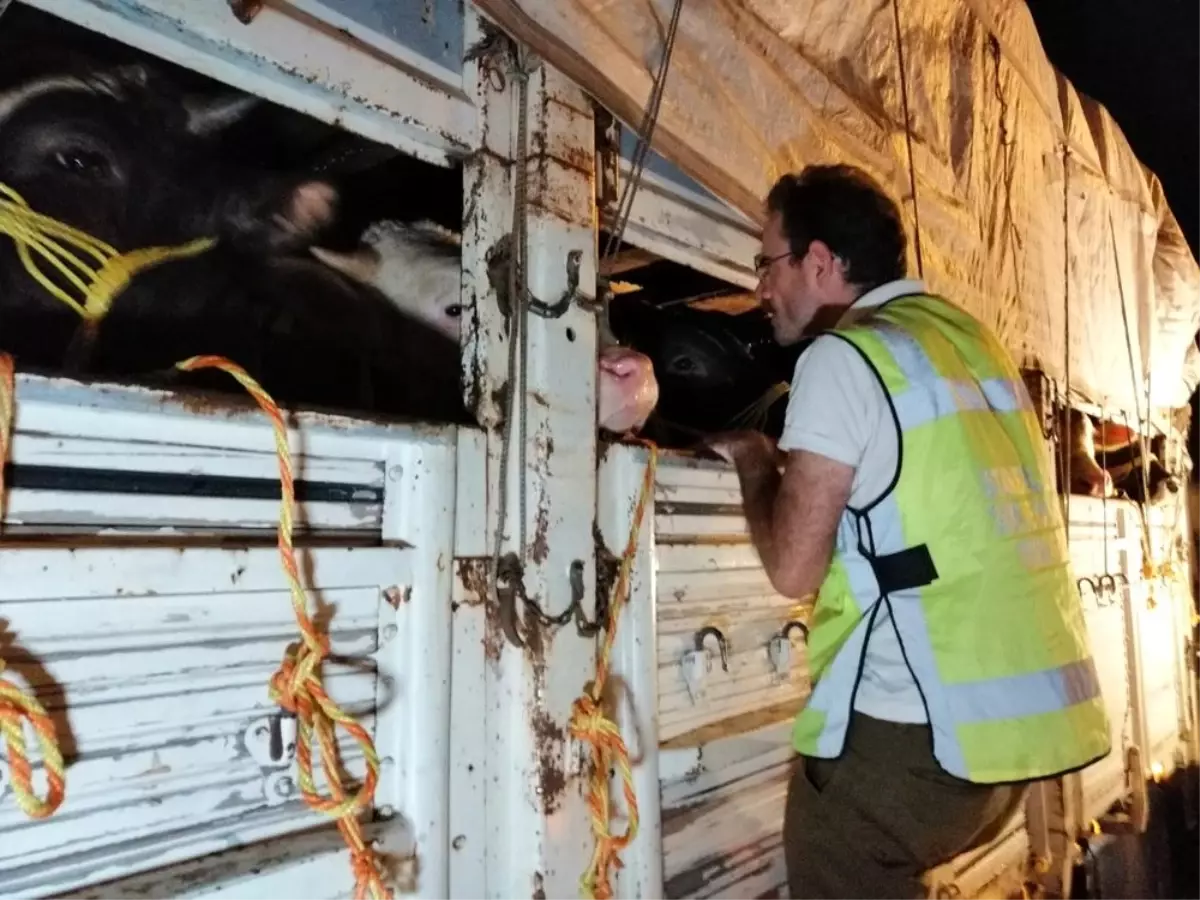 İstanbul\'da kurban denetimi başladı