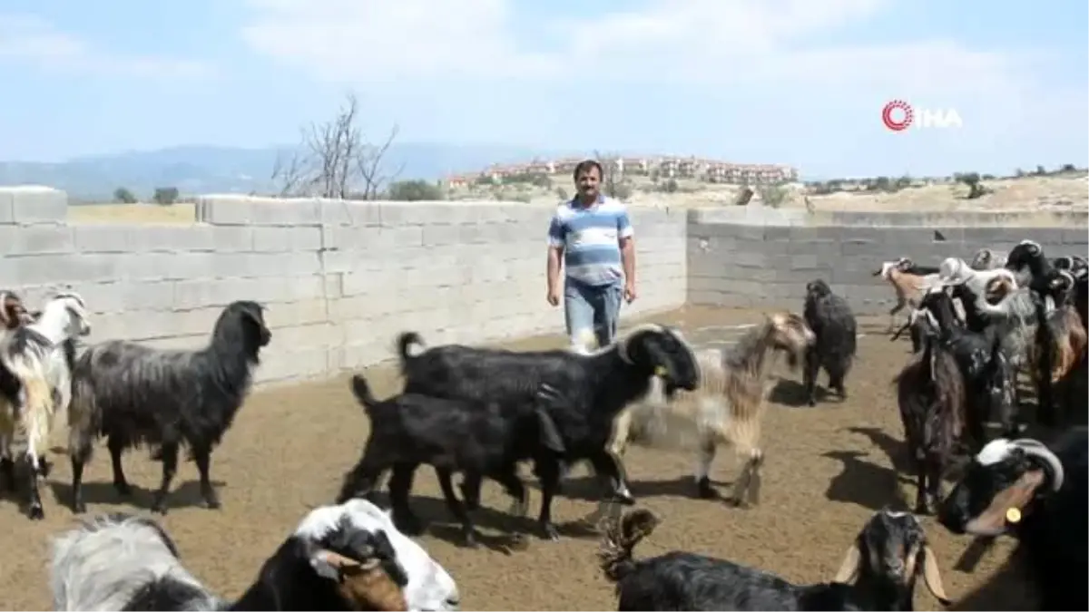 Kayıp keçi davasında hapis cezasını Yargıtay bozdu