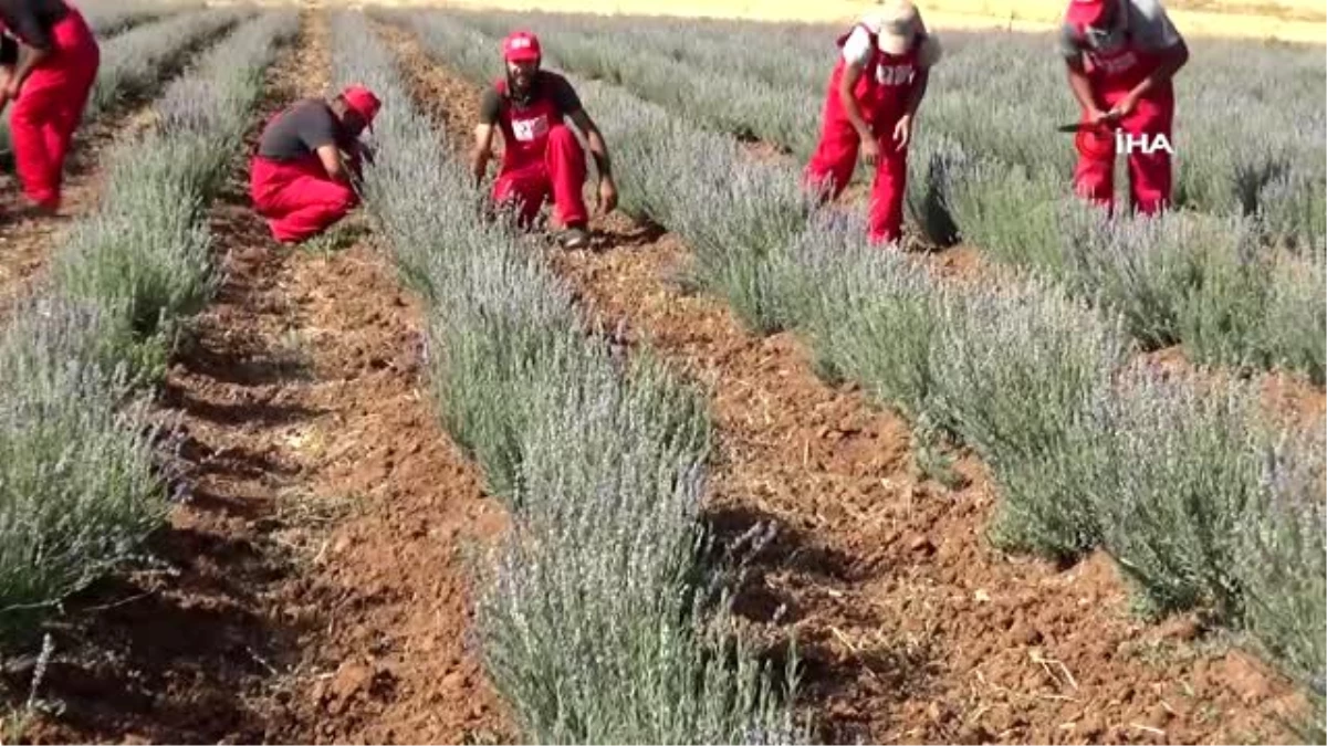 Mardin\'de lavanta hasadı yapıldı