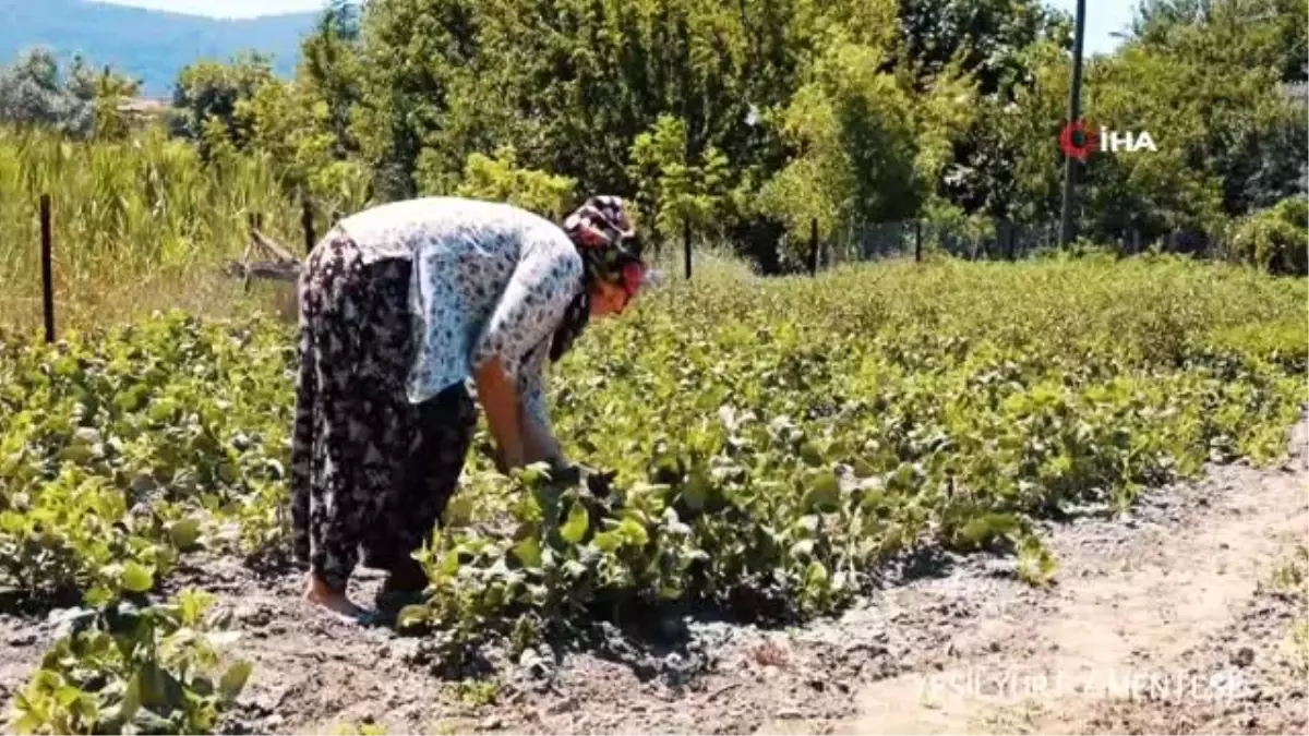 Muğla\'nın yerel tohumuna yerli kısa film