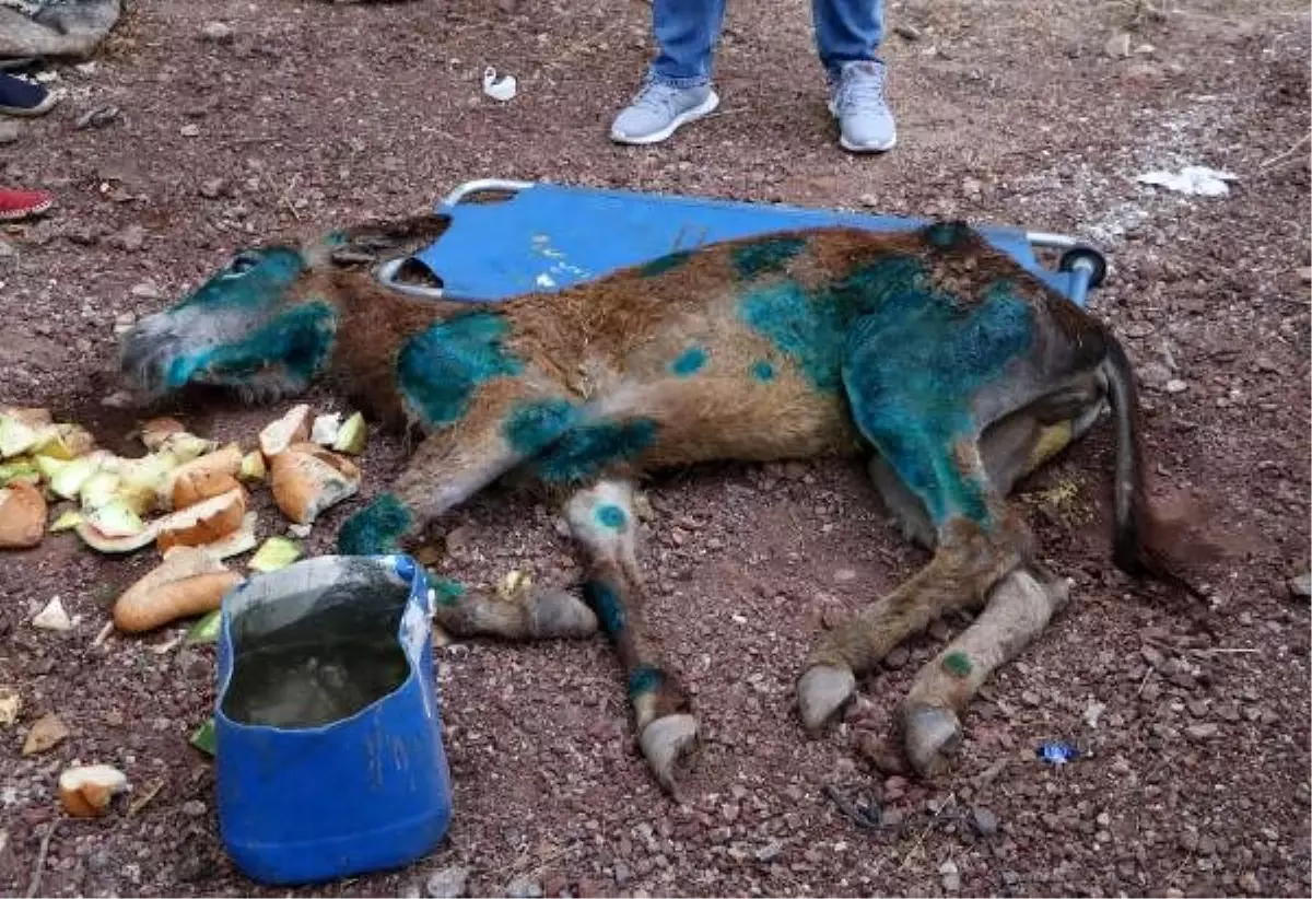 Ormanlık alanda ölüme terk edilen eşek kurtarılamadı