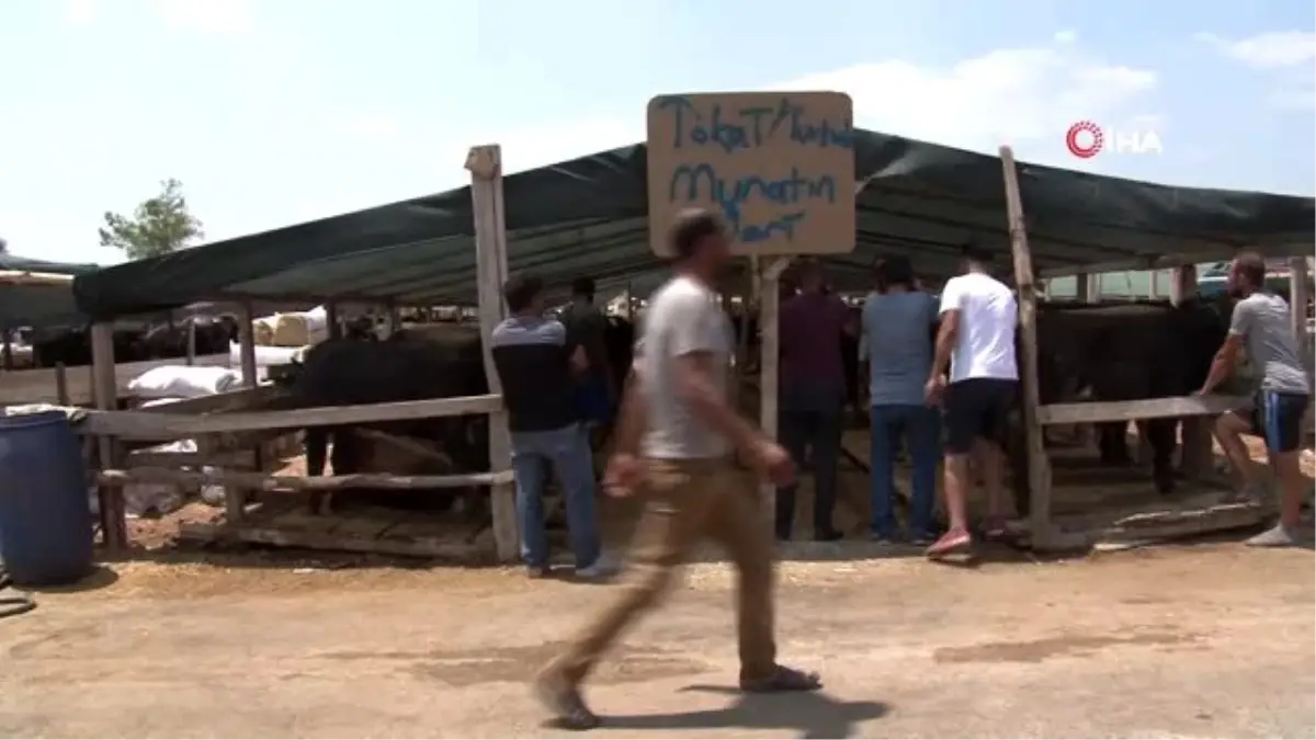 Tokatlı besici kardeşlerin buruk sevinci...Kaybolan hayvanlarına 1 hafta sonra kavuştu