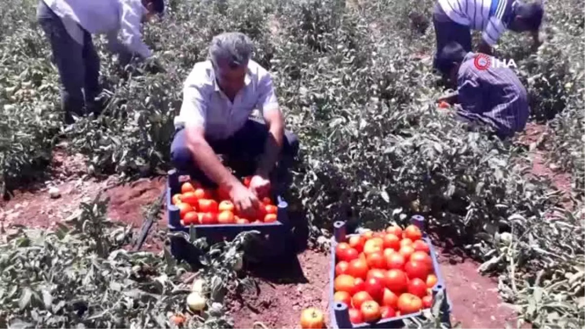 Araban yerli domates hasadı başladı