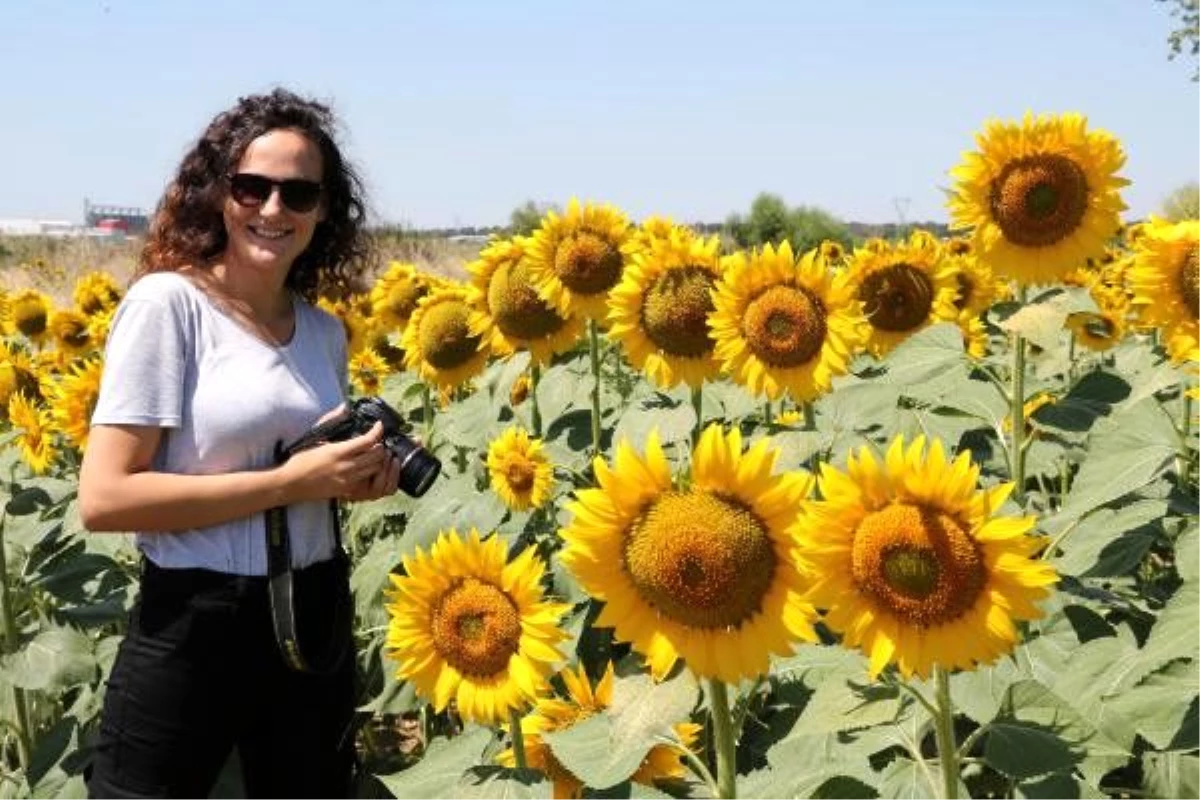 Ayçiçeği tarlaları, doğal fotoğraf stüdyosuna döndü