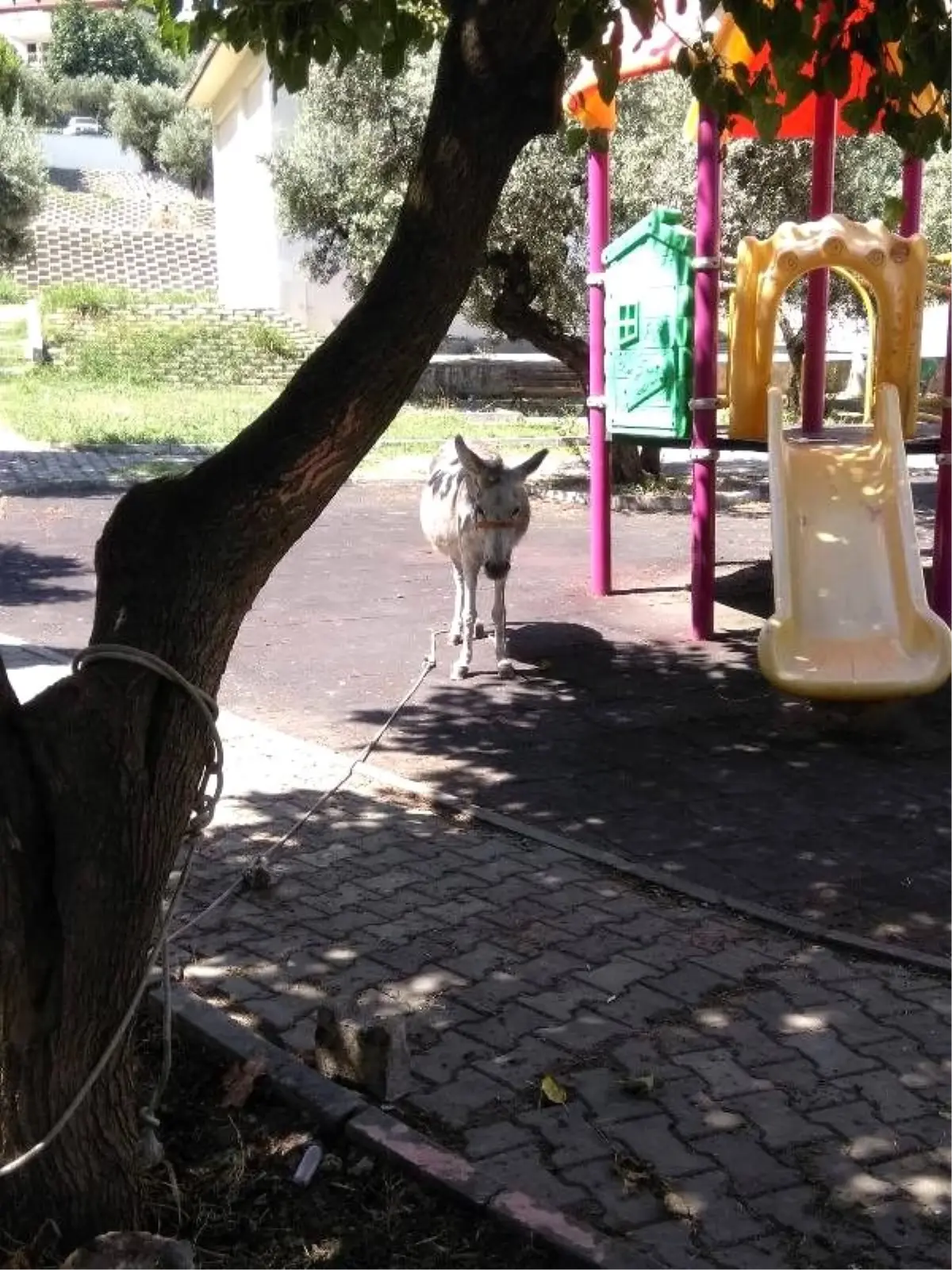 Çocuk parkına terk edilen eşeğe bakım ve tedavi