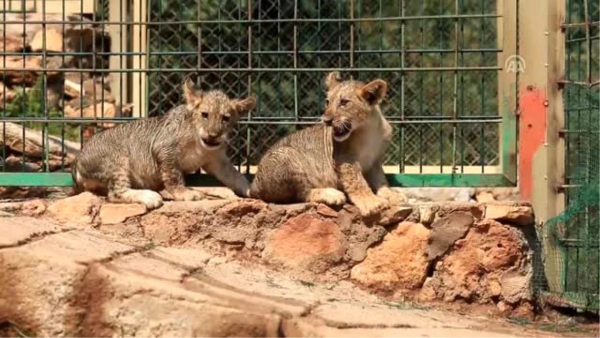 İkiz aslan yavruları "Efe" ve "Yiğit" ziyaretçilerin gözdesi