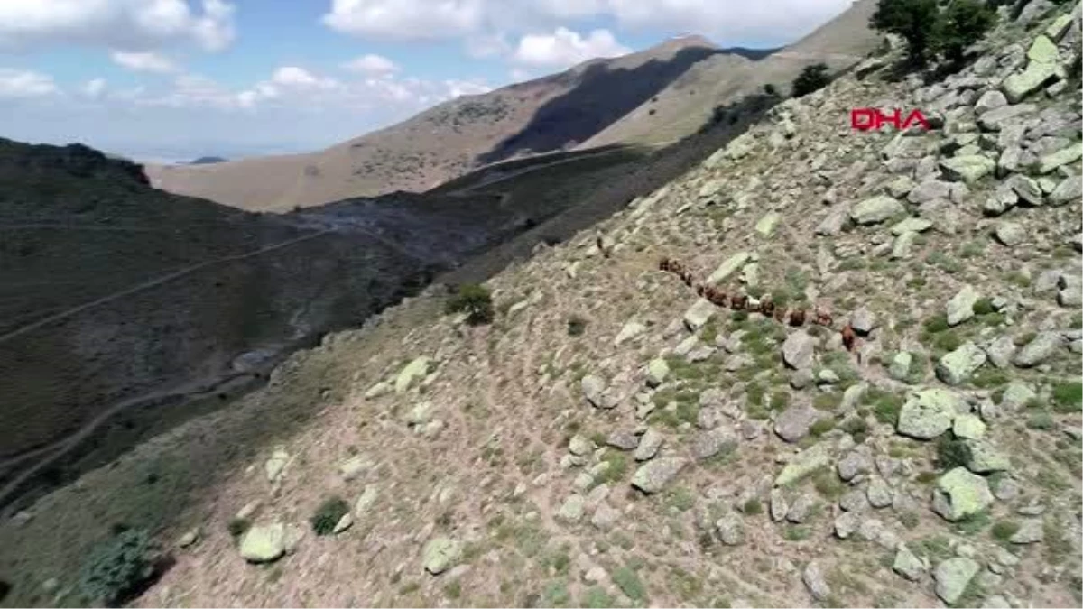 KONYA Yılkı atlarının su yolculuğu