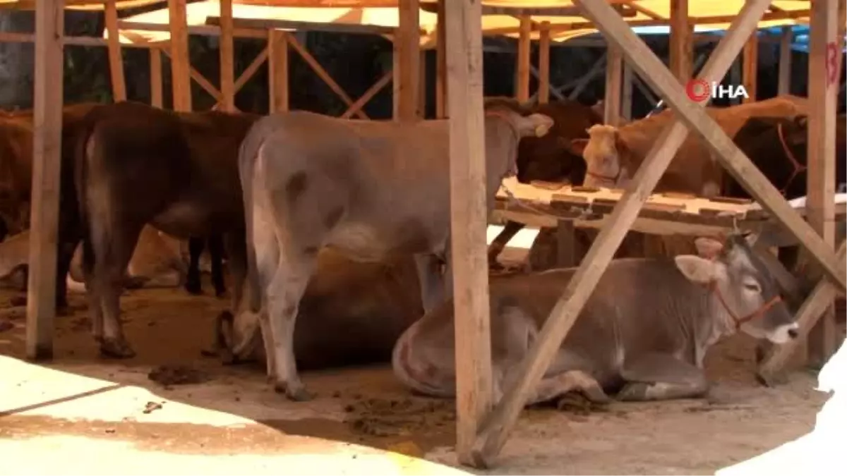 Kurbanlıklar pazardaki yerini almaya başladı