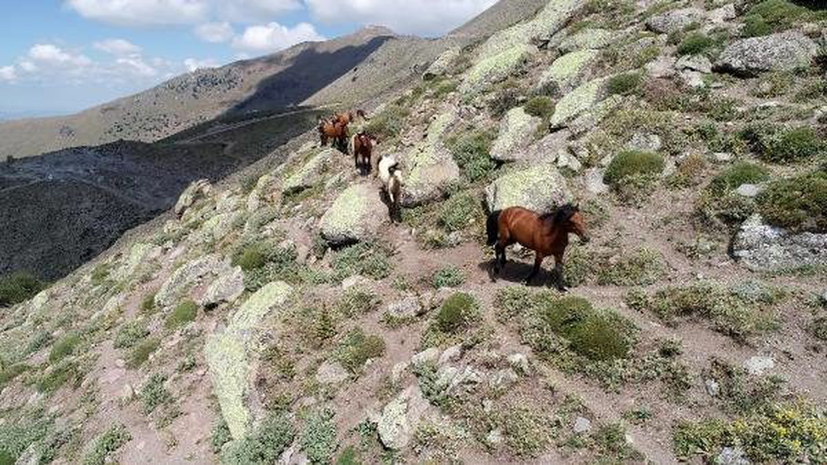 Yılkı atlarının su yolculuğu
