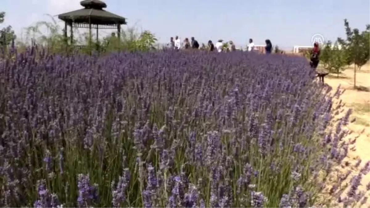 "Aromatik ve tıbbi bitki" hasadı