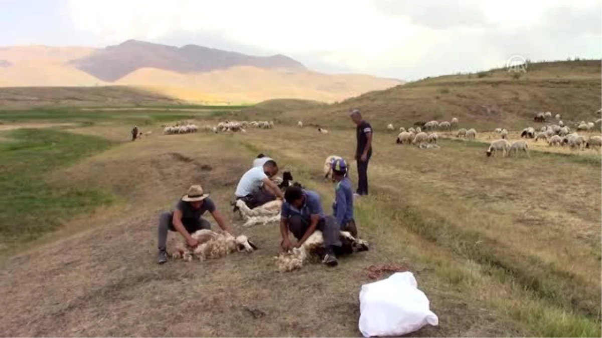 Besicilerin koyun kırkma telaşı başladı