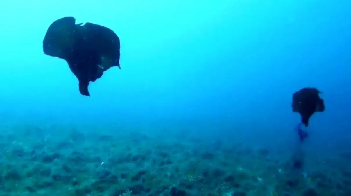 Çanakkale\'de deniz tavşanı görüntülendi