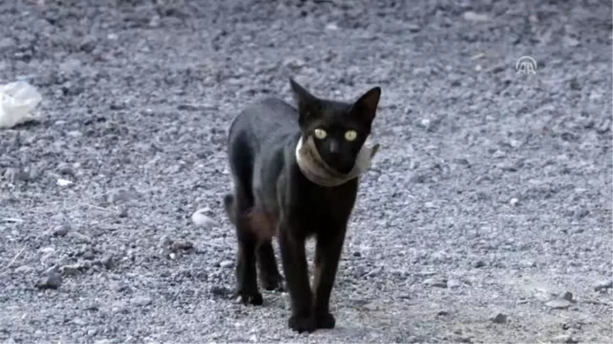 Kediyi yakalamak için kapan kurdular