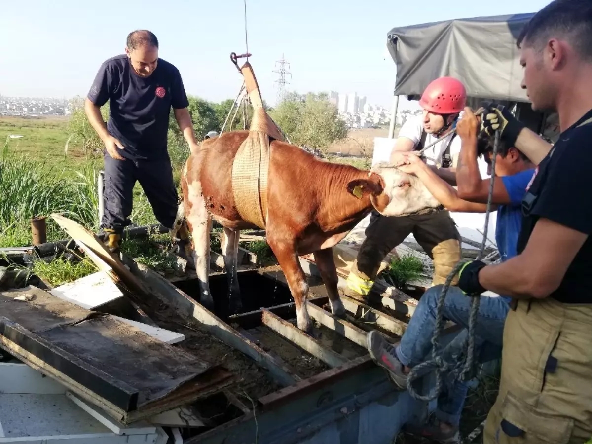 Kurbanlık dana su kuyusuna düştü