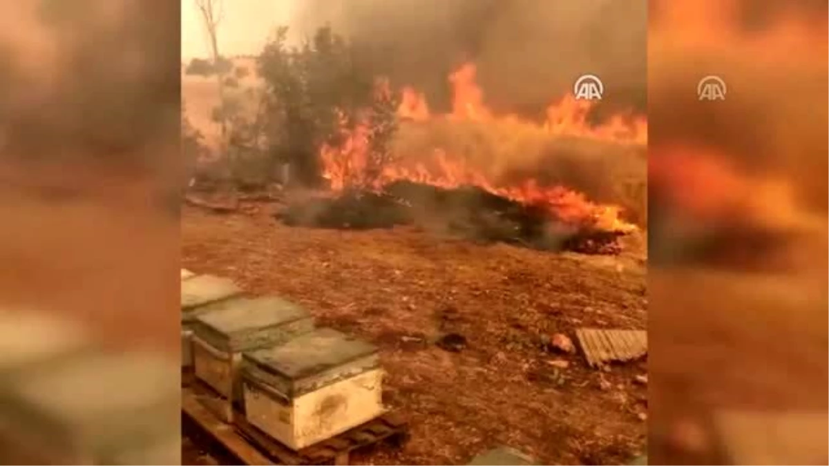 Mardin\'deki orman yangını