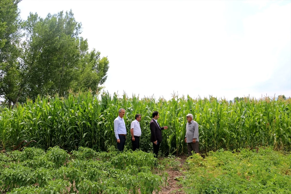 Boğazkale\'de çiftçilerin yeni gelir kapısı silajlık mısır