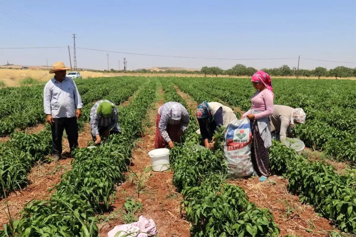 Gaziantep\'te dolmalık biber hasadı başladı