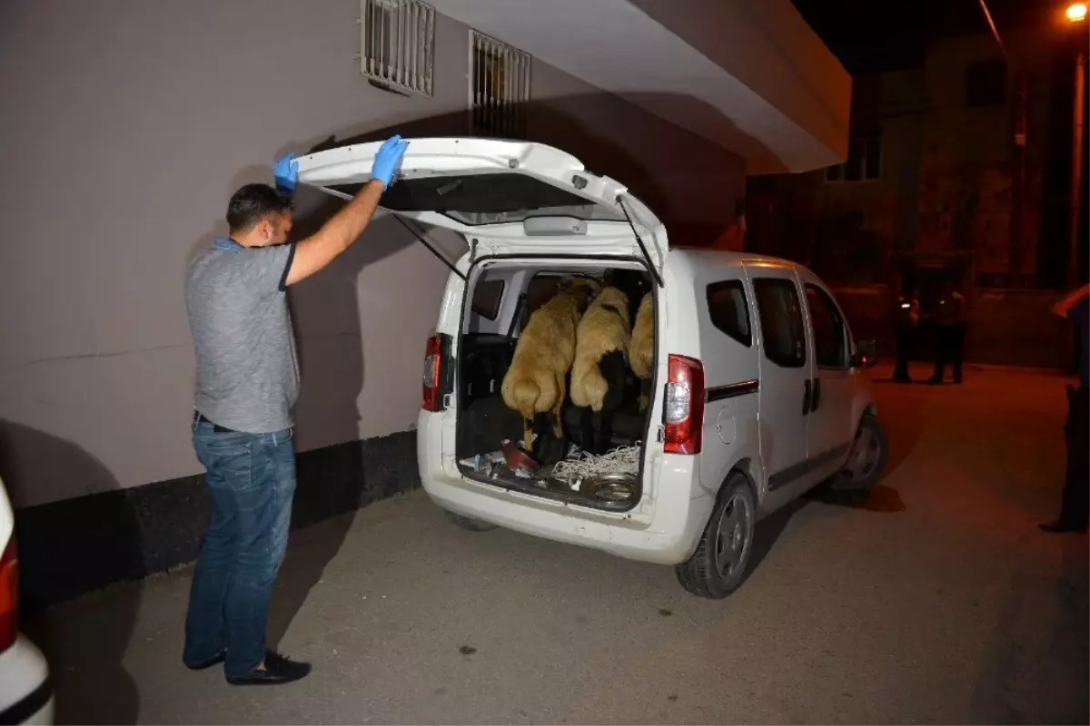 Hırsızlar polise yakalanmamak için çaldıkları koyunları bırakıp kaçtı