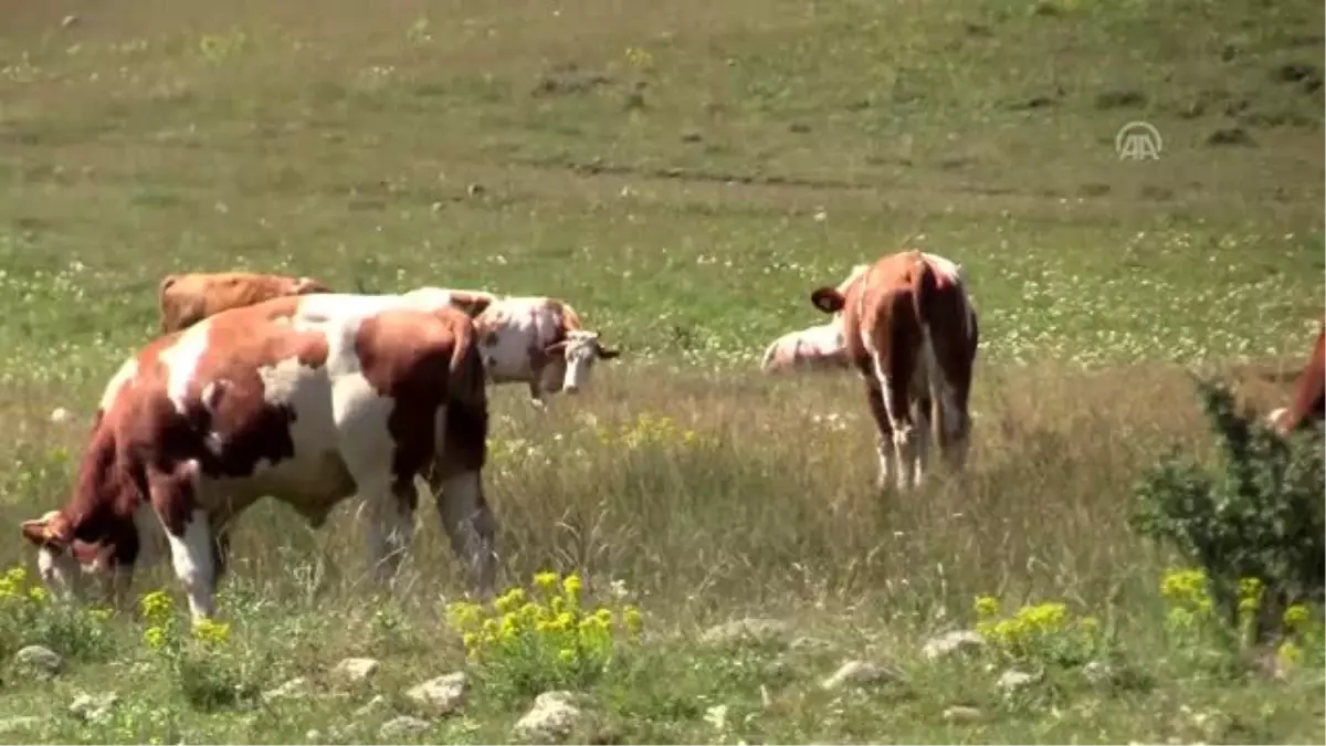 Huzuru Köyde Bulanlar - "Hayatın tadını köyümüze geldiğimizde aldık"