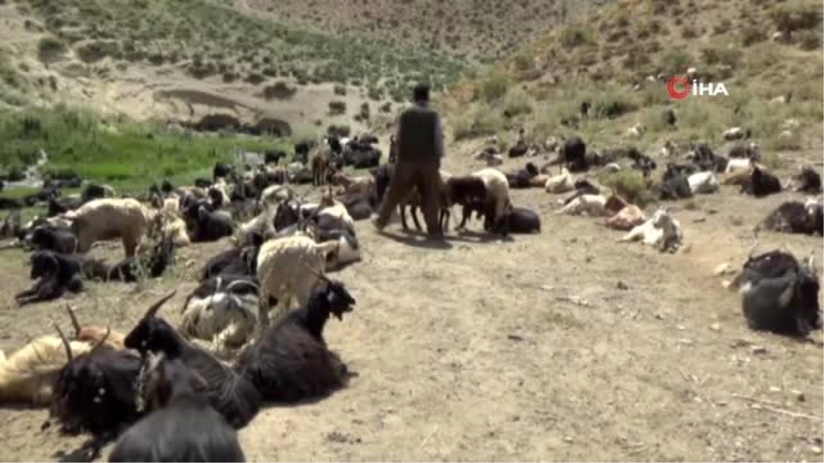 İran\'da iş bulamadı, Hakkari\'de çobanlık yapıyor