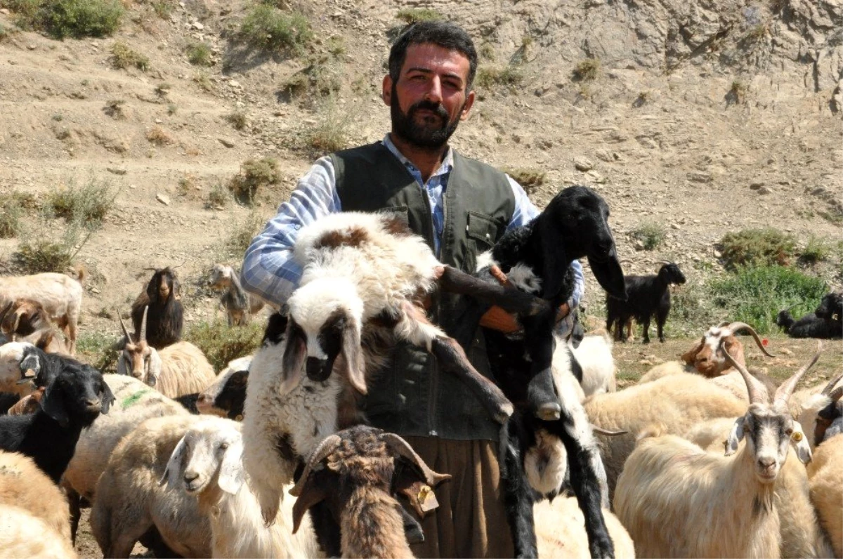 İran\'dan gelip 3 bin 200 TL karşılığında çobanlık yapıyor