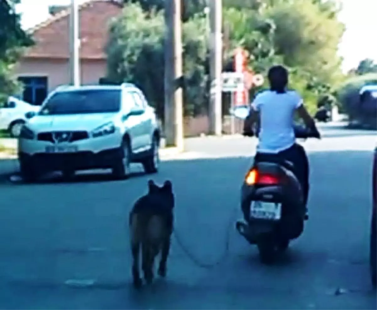 Köpeğini motosiklete bağlayan kadına tepki