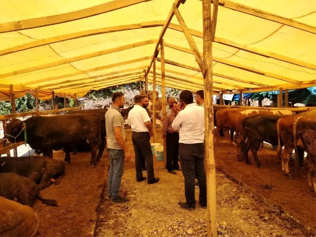 Kurban Bayramı için hayvan pazarında gerekli tedbirler alındı