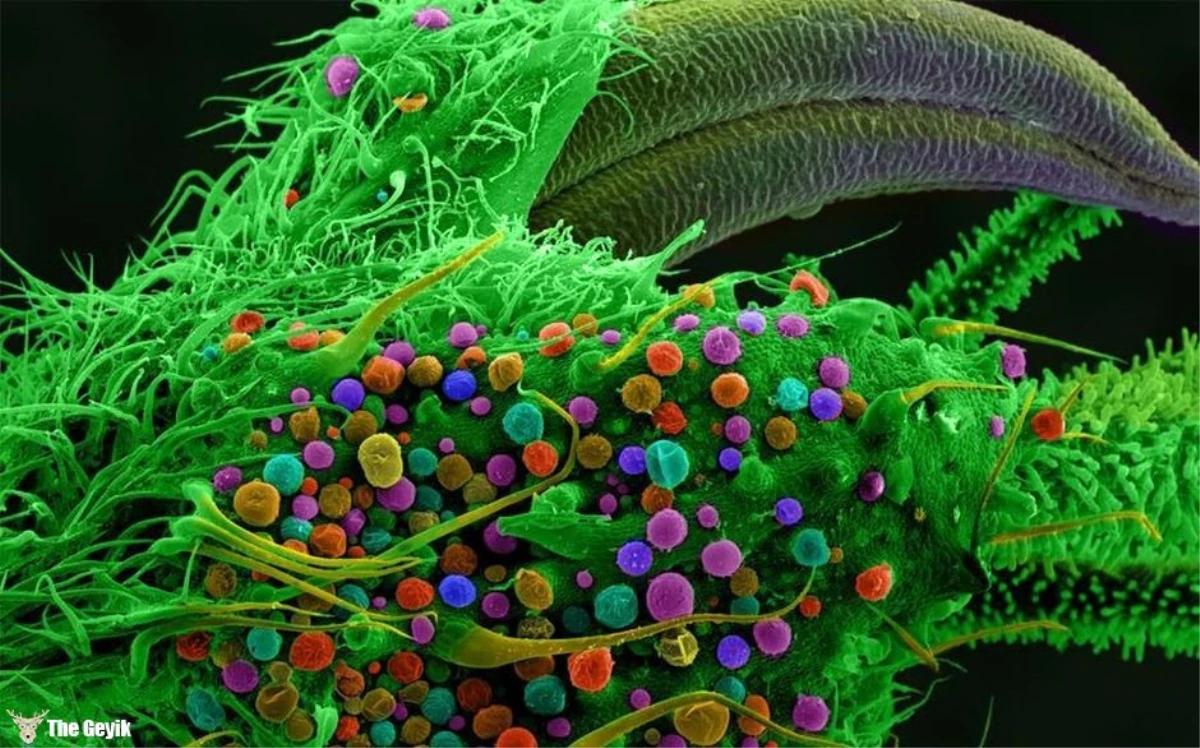Mikroskopla Bakıldığında Aaacayip Görünen 10 Nesne