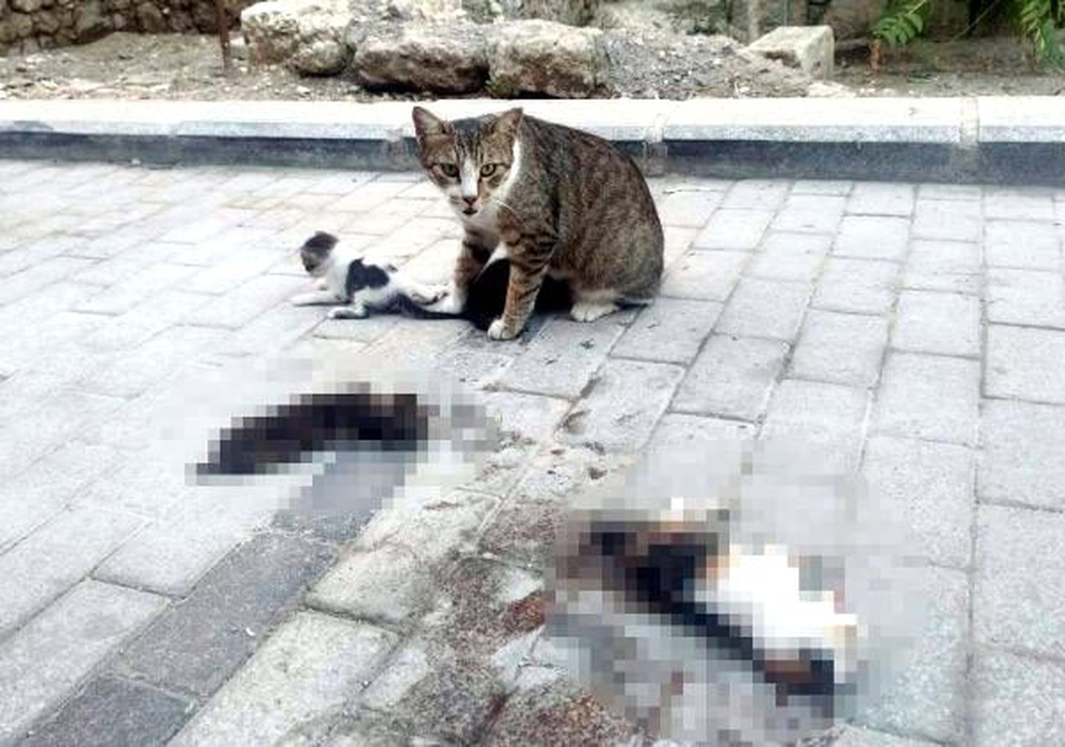Otomobil 3 yavru kediyi ezdi, anne yanlarından ayrılmadı