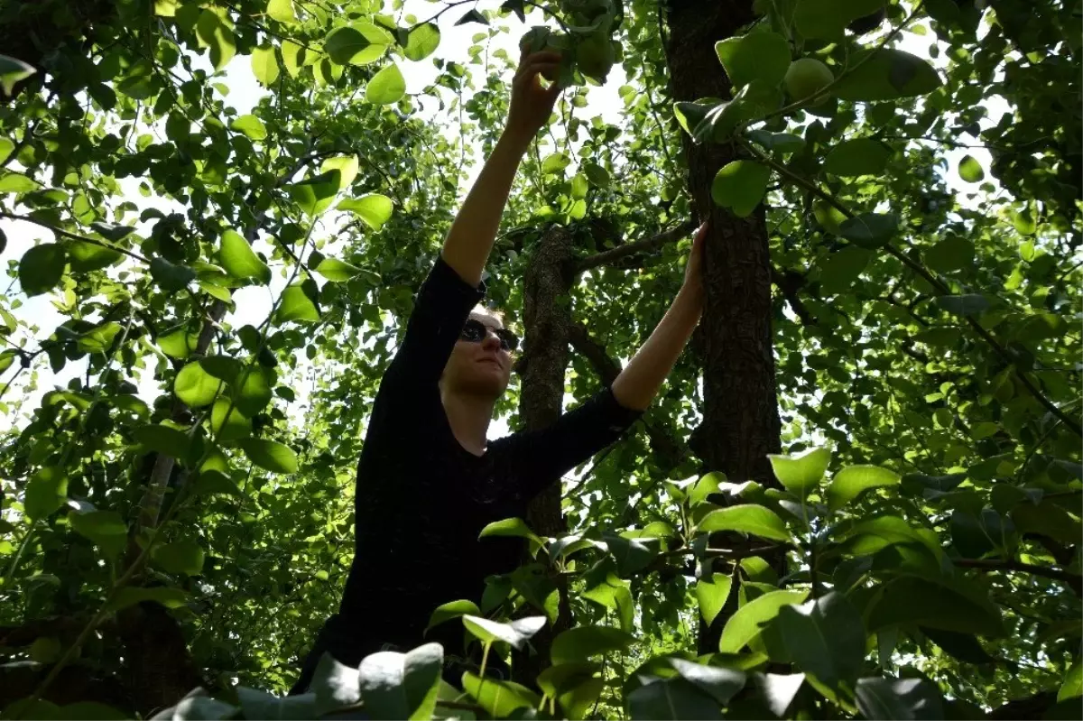 (Özel) Avrupalı öğrencilerin armut hasadı