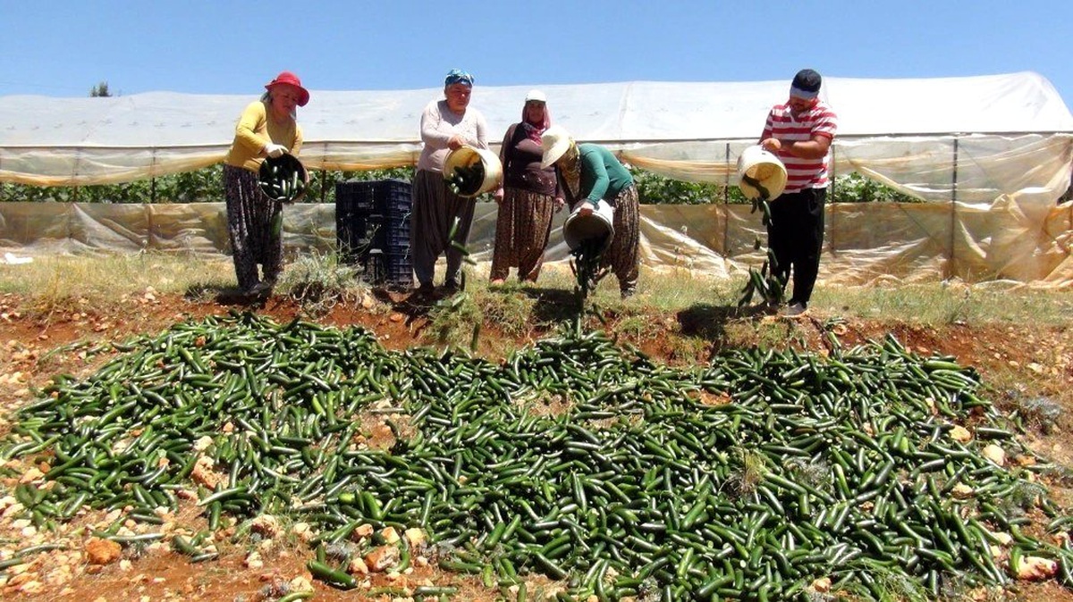 Satılamayan salatalıkları araziye döküyorlar