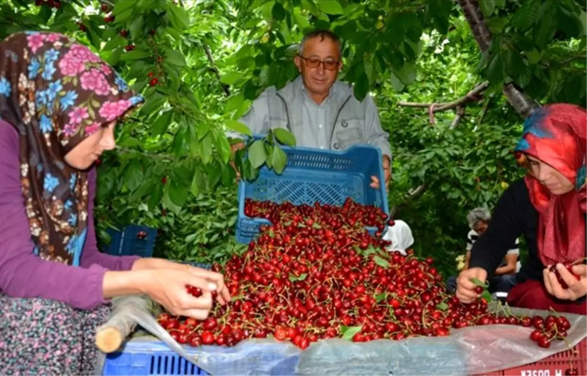 Toroslar\'dan Rusya\'ya kiraz ihracatı