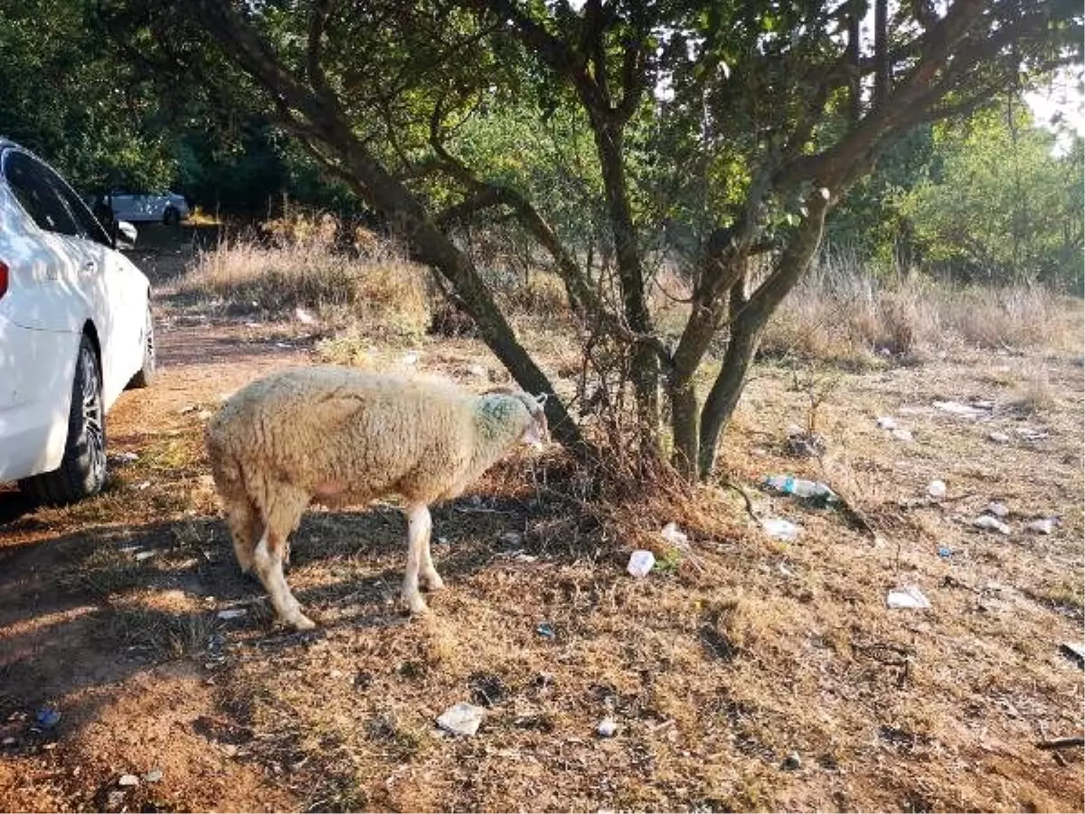 Yakınları serbest kalan Sel kardeşler için kurban kesti