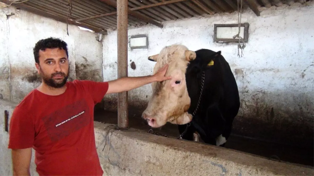 1.3 tonluk \'Paşa\' 25 bin TL\'ye alıcısını bekliyor