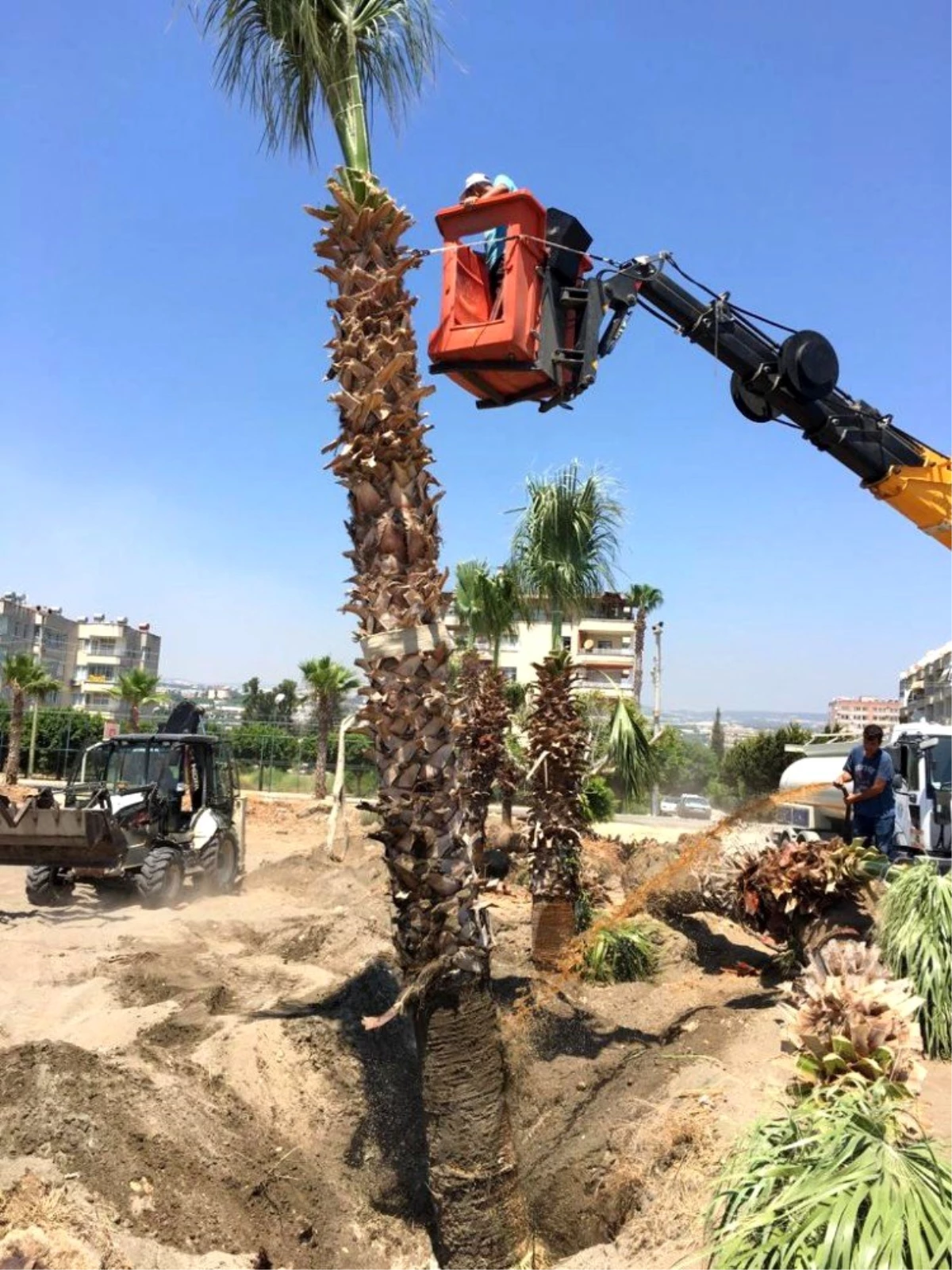 15 palmiye ağacı Kocahasanlı plajına taşındı