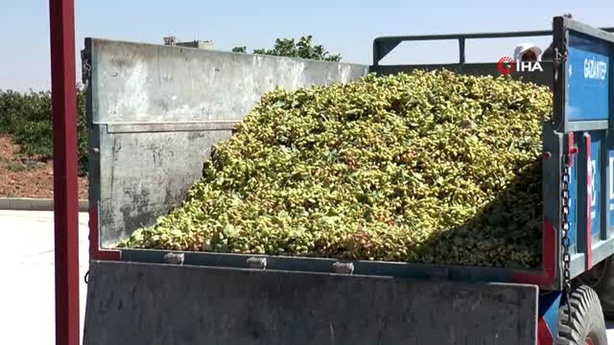 Antep fıstığında 3 gün süren işlem yerli teknoloji ile 1 saate düşecek