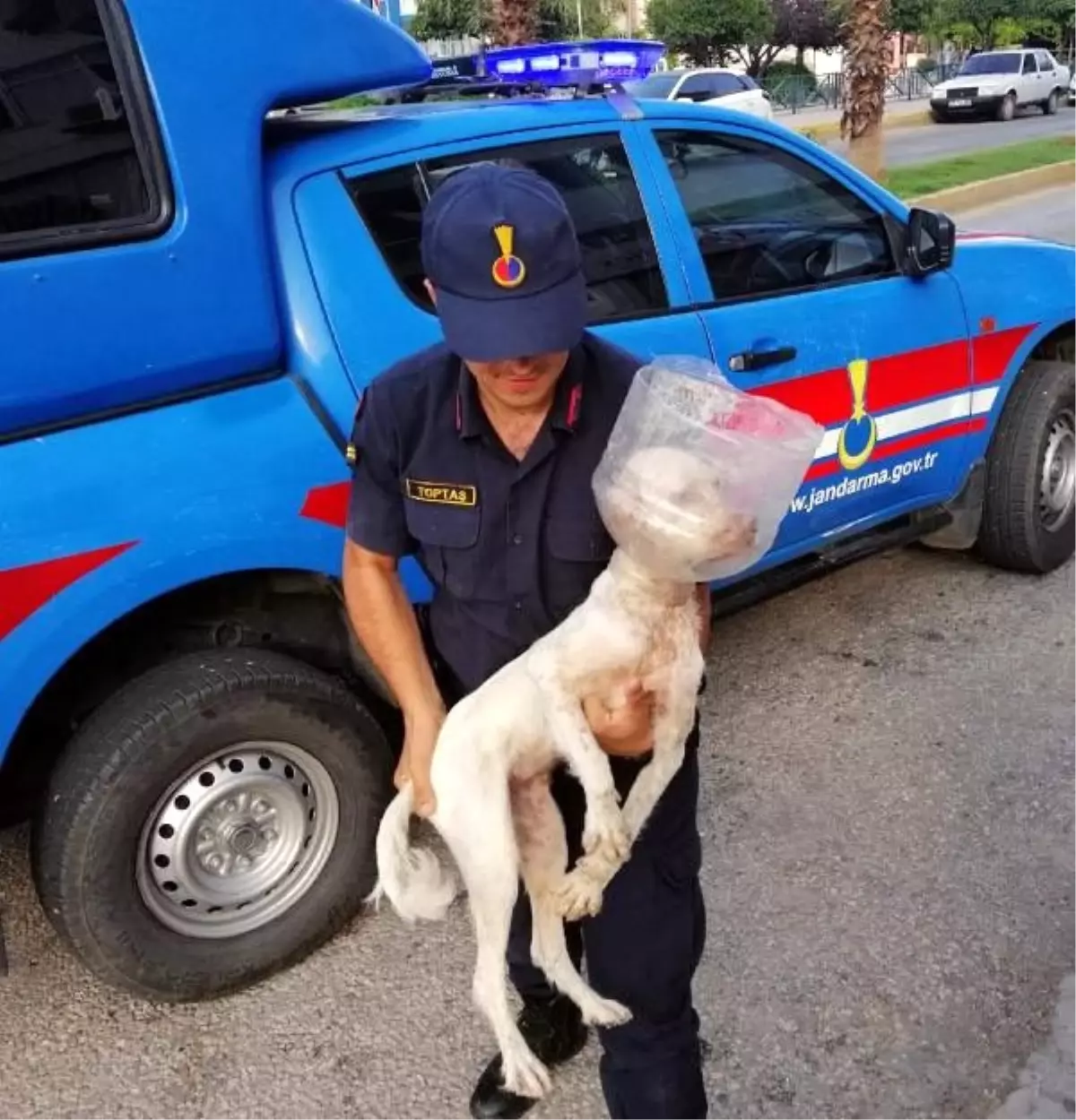 Başına plastik bidon parçası geçen köpeği jandarma kurtardı