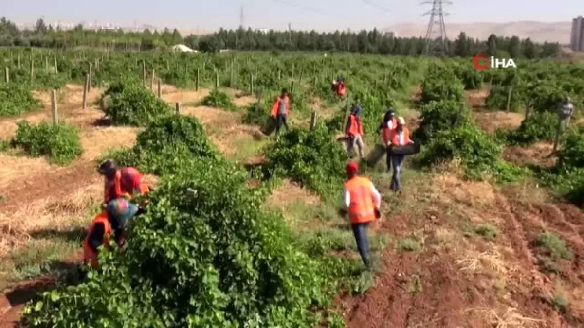 Belediye meyveleri yoksulların yüzünü güldürüyor